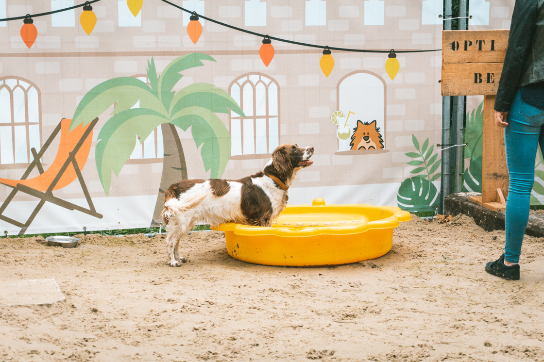 Tom&Co en Tudor & Friends brengen hond en baasje in zomerse sferen tijdens het Hondenfestival in Sijsele