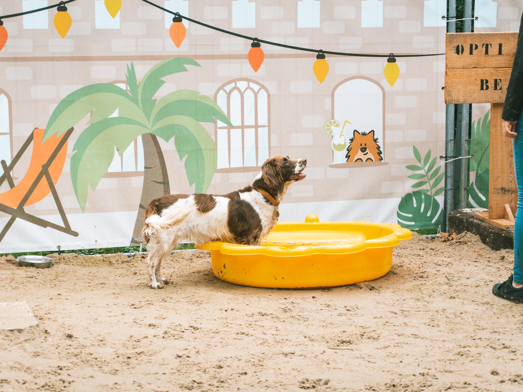 Tom&Co en Tudor & Friends brengen hond en baasje in zomerse sferen tijdens het Hondenfestival in Sijsele