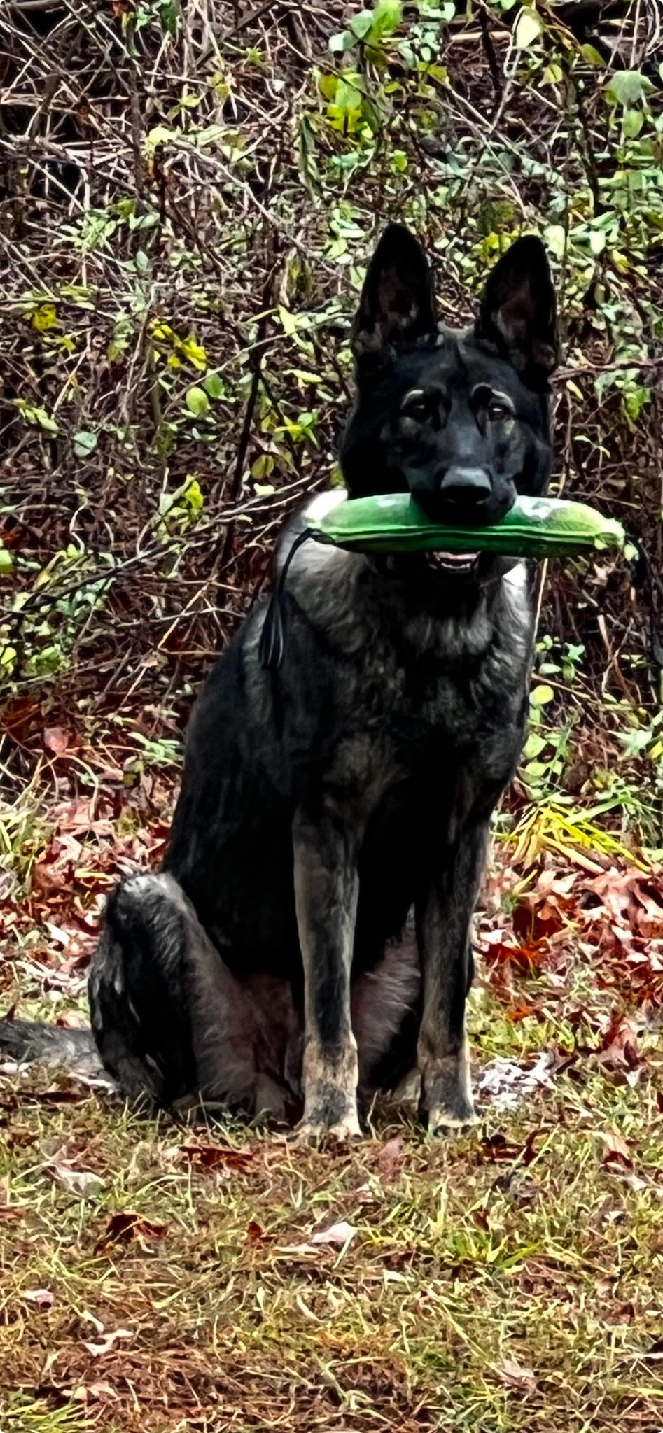 K-9 DuQ K-9 DuQ