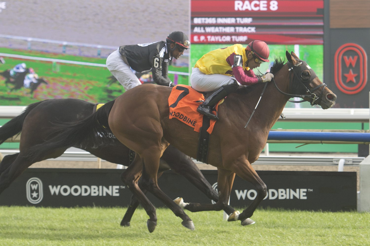 Hurricane Clair and jockey Sahin Civaci winning the Wonder Where Stakes on September 8, 2024 at Woodbine (Michael Burns Photo)