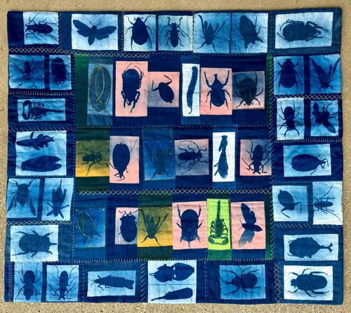 Elizabeth Richards Biology 1 - Insect Collection Elizabeth Richards Biology 1 - Insect Collection