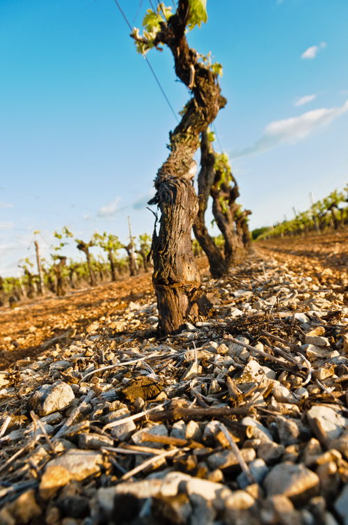 Viñedo Grande Champagne