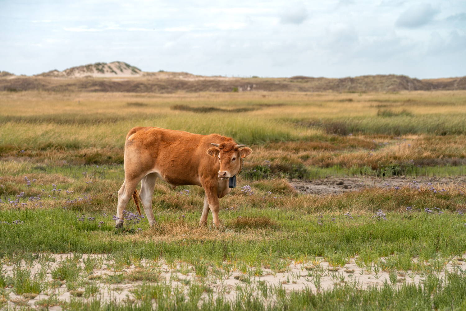 Duinlandschap - ©Bjorn Snelders