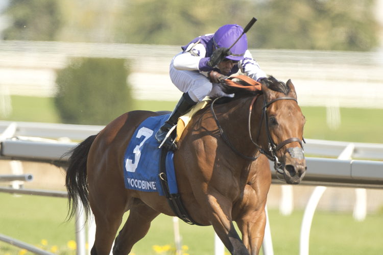 Play the Music and jockey Patrick Husbands winning the Whimsical Stakes on May 4, 2024 at Woodbine (Michael Burns Photo)