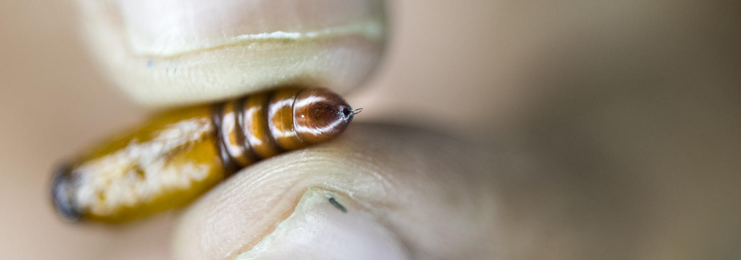Helicoverpa pupa