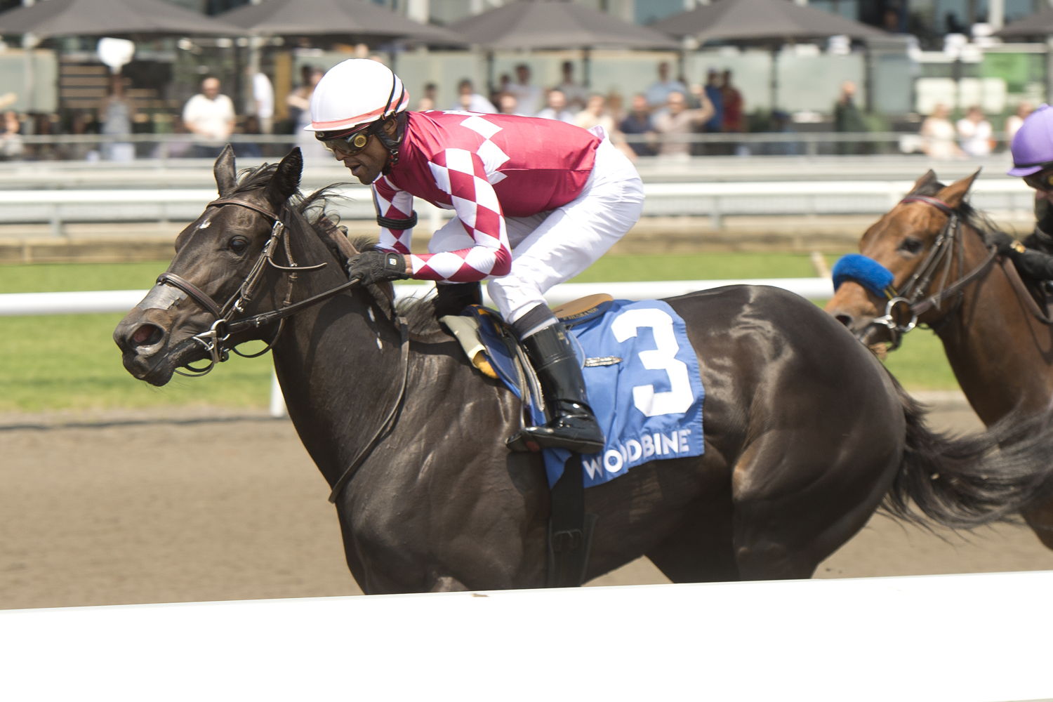 Winterberry and jockey Patrick Husbands winning the Fury Stakes on June 7, 2025 at Woodbine (Michael Burns Photo)