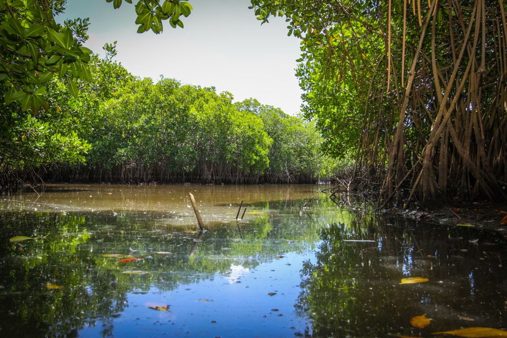 Ma Kòtè Mangrove, Saint Lucia