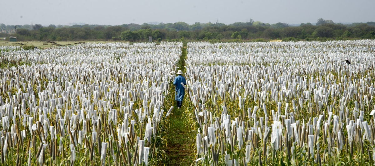 Pearl millet experimental fields at ICRISAT Headquarters.