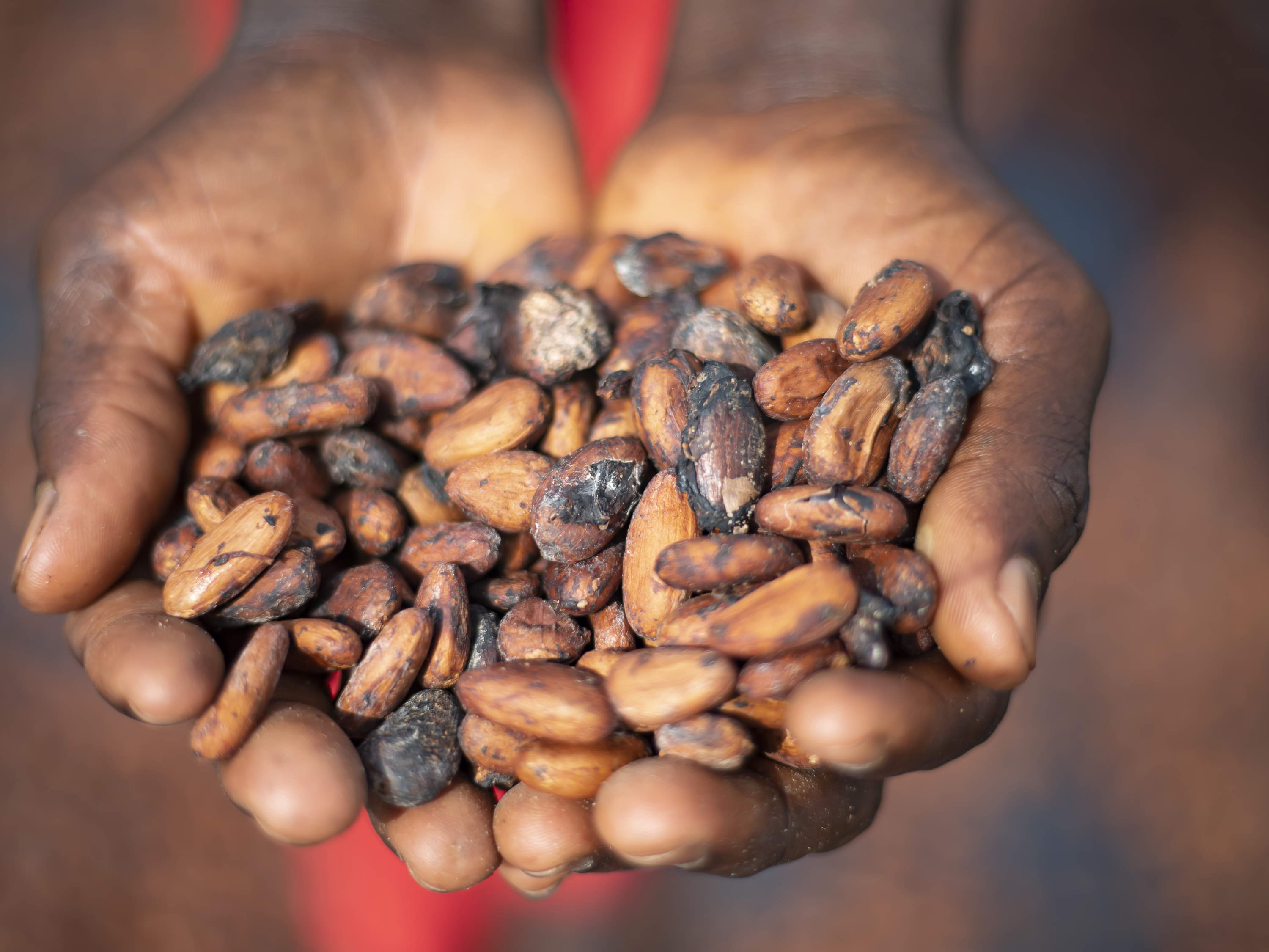 Depuis début 2023, Mars utilise 100% de cacao d’origine responsable en Europe