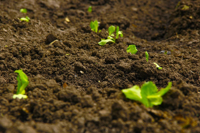 Soil health learnings from across the world