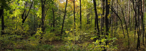 Nieuwe bebossingssubsidie en online simulator moeten mensen makkelijker eigen bos doen planten