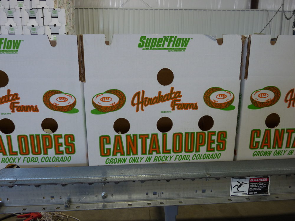 Boxes of Hirakata Farms melons on a conveyor belt at the packing shed