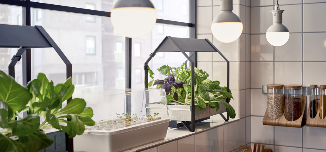 Kweek plantjes het hele jaar door in je eigen huis met IKEA
