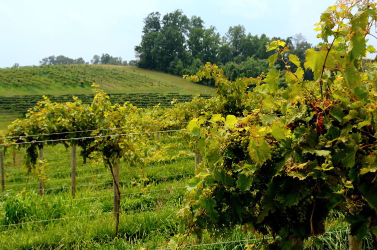 Virginia Wines