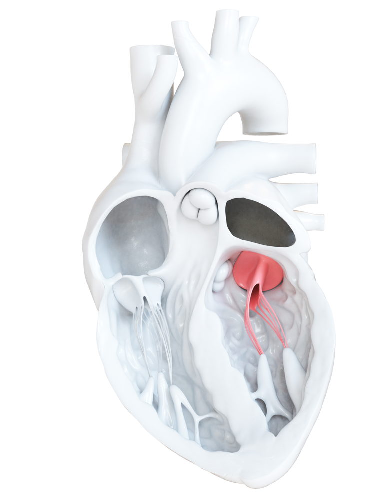 De mitraalklep van het hart (© Shutterstock)