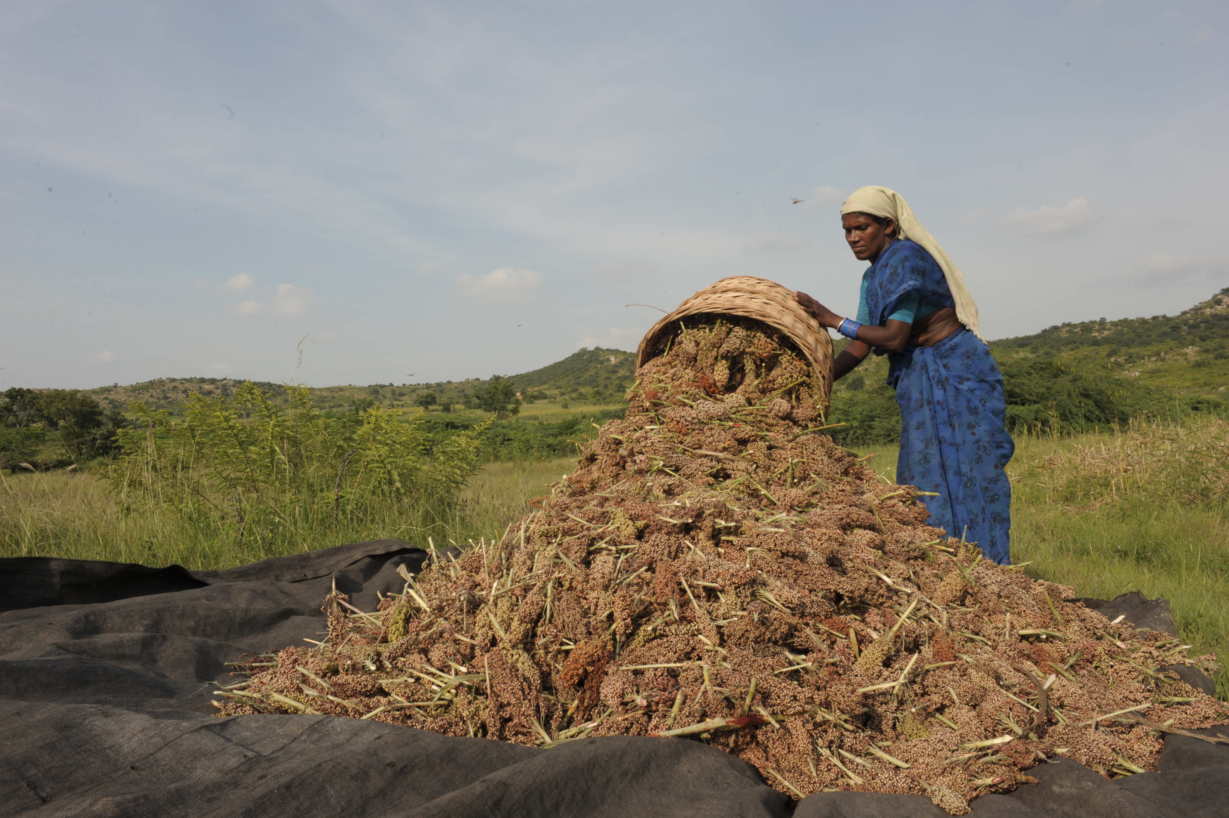 A woman farmer unloads her sorghum harvest.