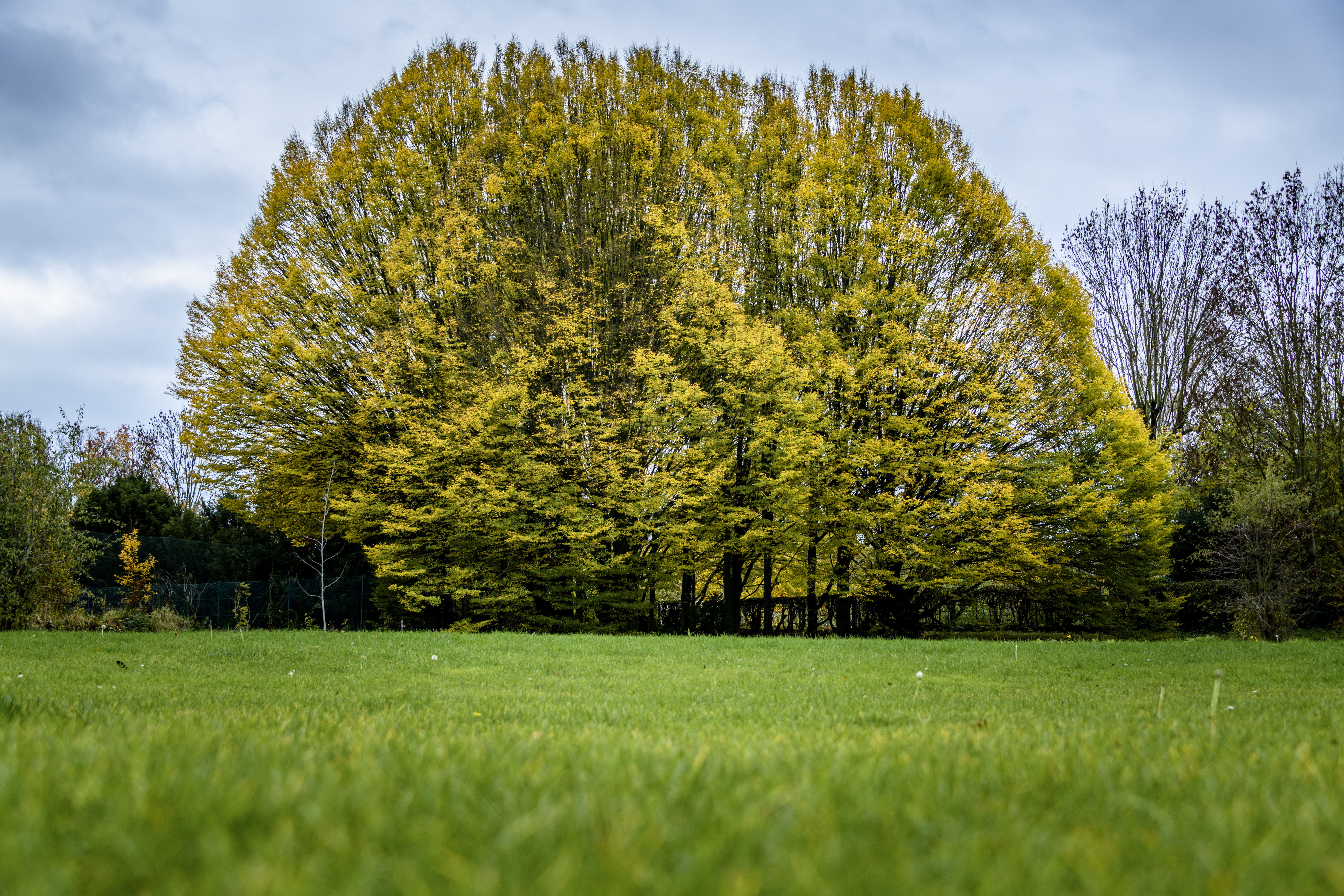 Sinds 2021 plantte de Bosgroep Vlaams-Brabant 244.249 bomen aan.