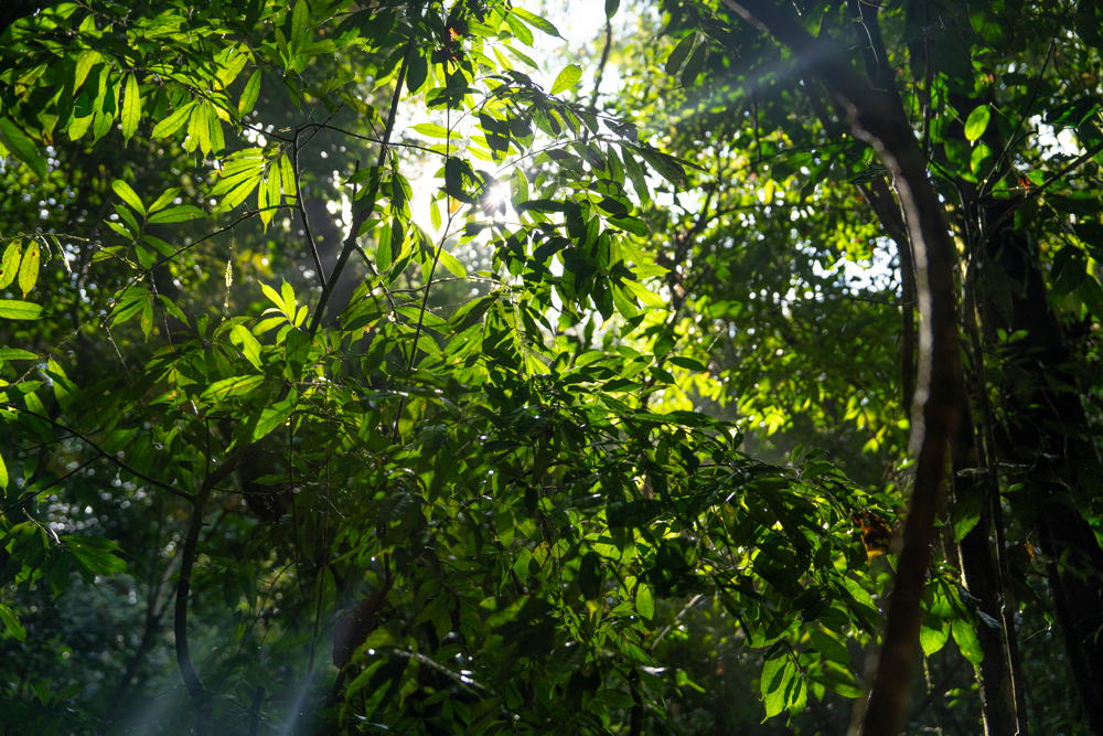 Sendero, Manuel Antonio.