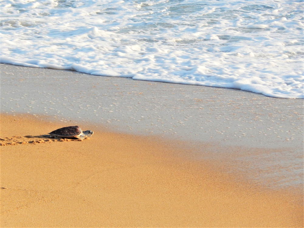 Sea turtle release - Mai Khao Beach
