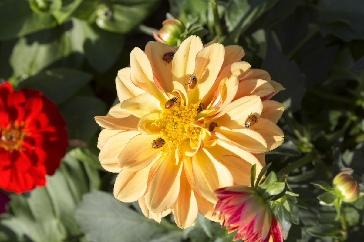 Ladybugs on Flower 2 (photo credit Pike Nurseries)