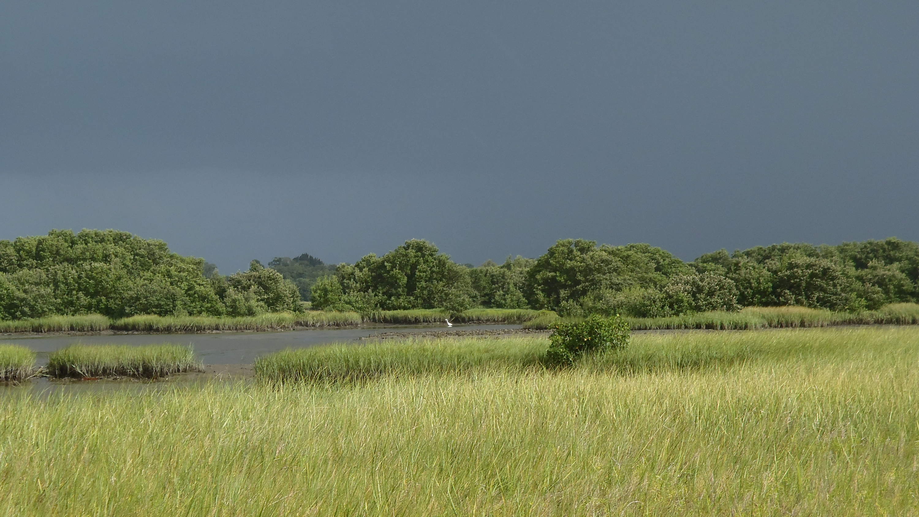 Des hivers plus chauds et une dispersion due aux tempêtes favorisent l'expansion vers le nord des mangroves le long de la côte atlantique des États-Unis