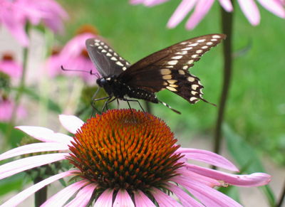 Butterfly on echinacea (photo credit to Pike Nurseries)