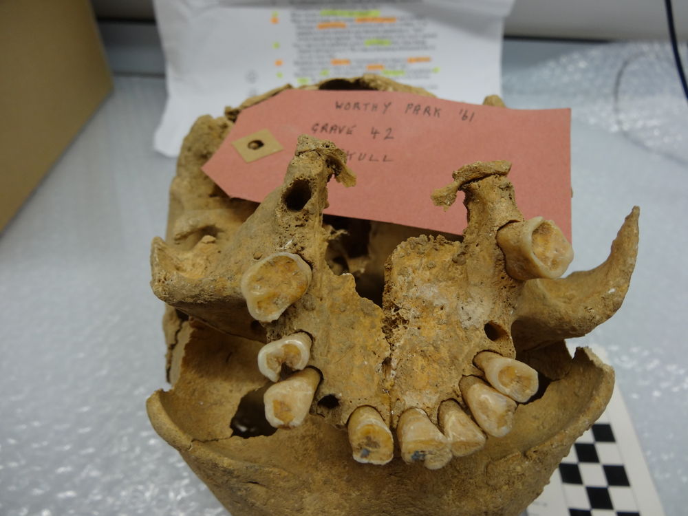 Skeletal remains from Christine Cave's study. Image: ANU.