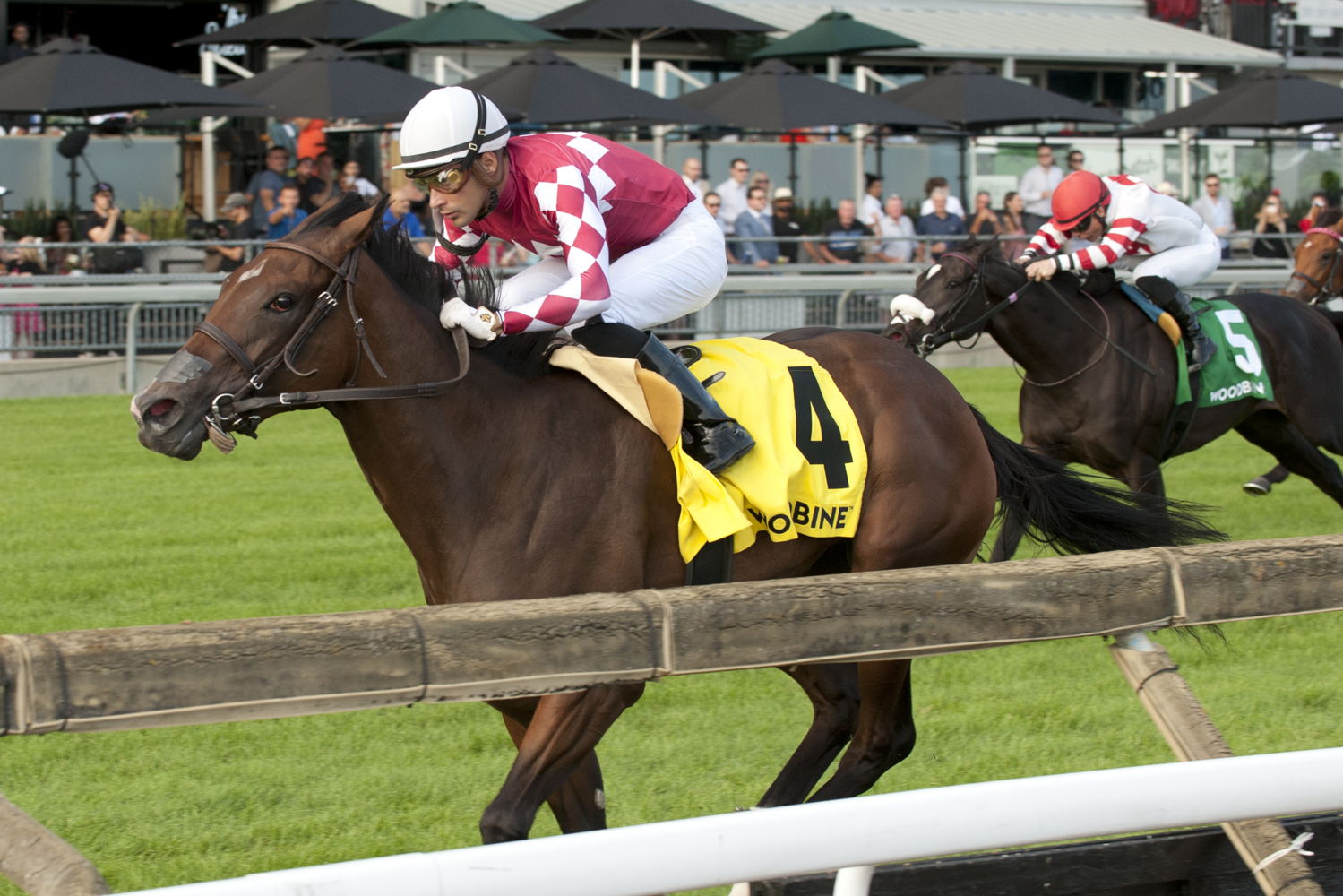 Shifty and jockey Sahin Civaci winning the Catch a Glipse Stakes on August 23, 2024 (Michael Burns Photo)