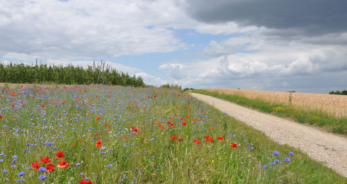Beheerovereenkomsten voor meer biodiversiteit op het Vlaamse platteland