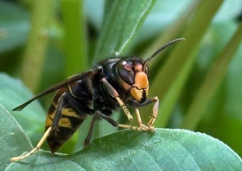 Persuitnodiging: Limburgse coalitie start grootschalige campagne tegen Aziatische hoornaar