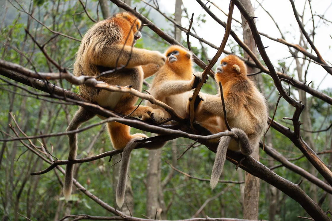 Een wereldprimeur: Gouden Qinling stompneusapen komen naar Pairi Daiza.