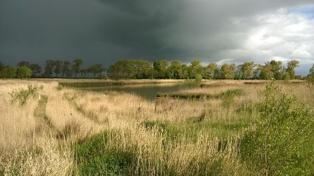 Het eerder aangelegde rietmoeras in Kwetshage. Zo zal ook het terrein evolueren waar de werken nu starten.