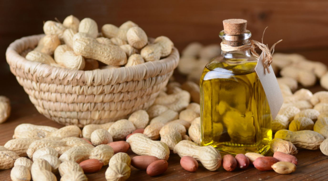 New High Oleic Acid Groundnut Variety with High Yield Potential Released in Gujarat