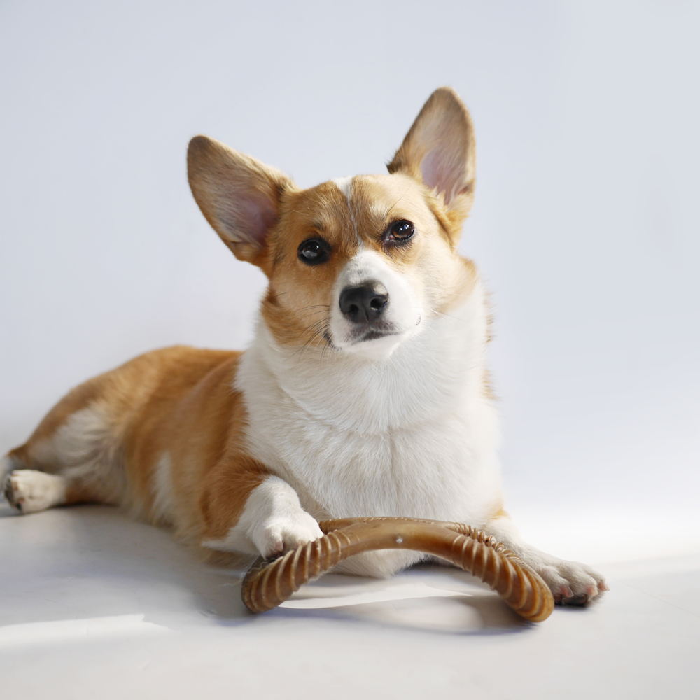 Benebone Dental Chew
