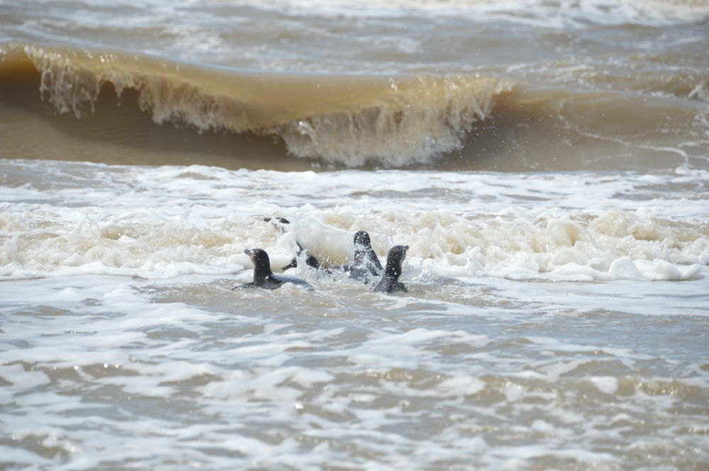 Pingüinos en el mar