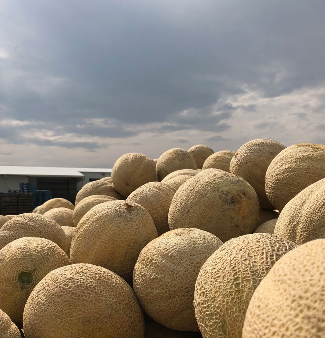 Last chance for Rocky Ford Melons and Cantaloupes!