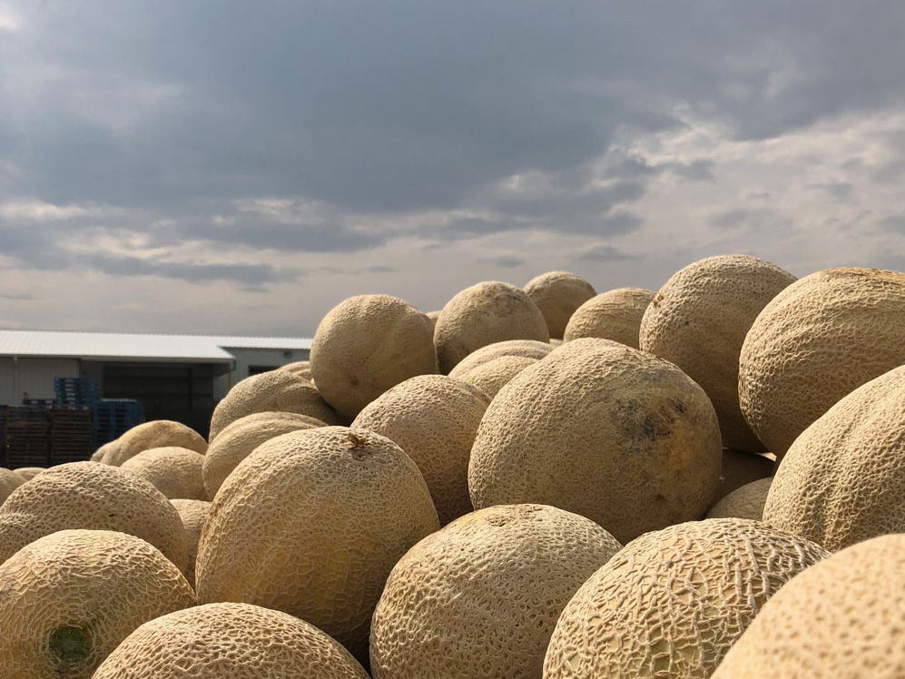 Last chance for Rocky Ford Melons and Cantaloupes!