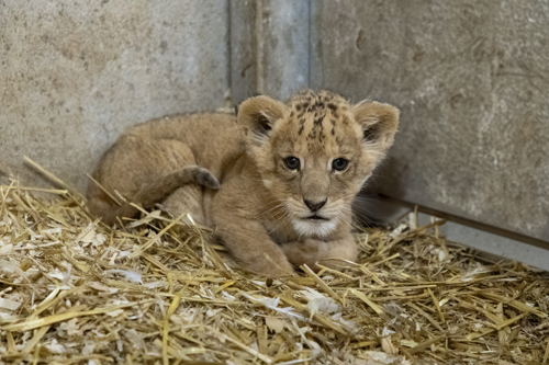 Nala