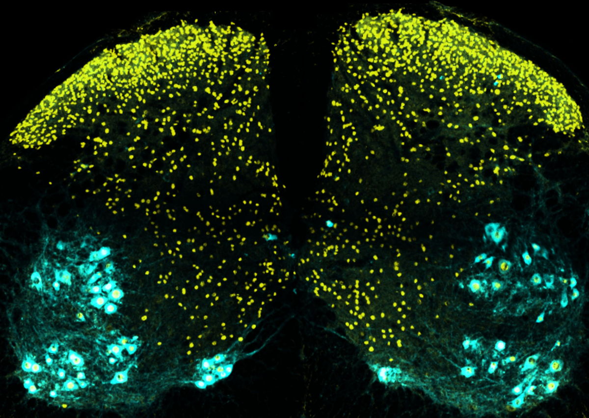 Spinal cord section highlighting the nerve cells that switch communication mode in bright yellow