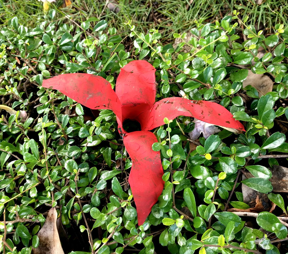 A plastic flower in the bushes