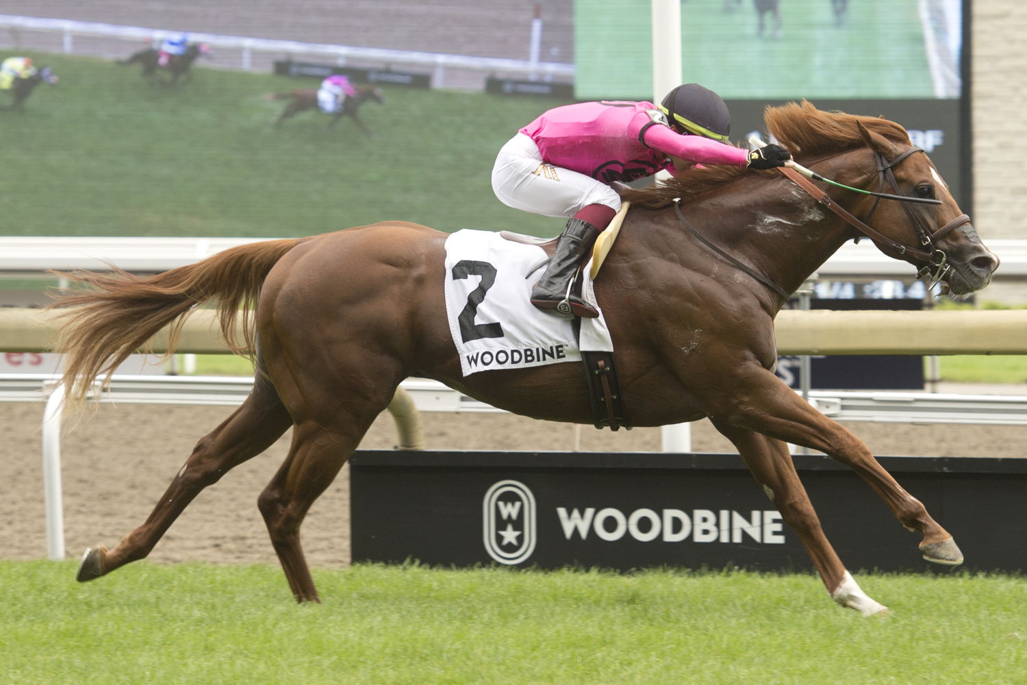 Filo Di Arianna and jockey Kazushi Kimura winning the King Edward Stakes on Sunday at Woodbine. (Michael Burns Photo)