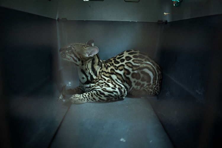 © Maria Portaluppi, Ecuador, Finalist, Professional competition, Environment, Sony World Photography Awards 2025 - 4