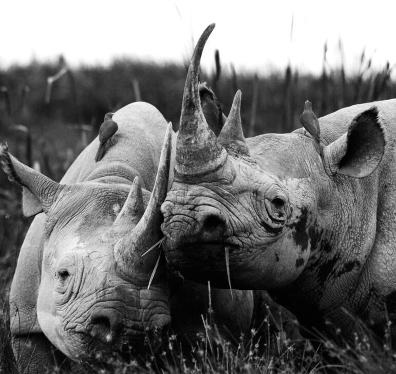Two black rhinos grazing at the Tsavo National Park, Kenya, 1980.  AKG10958679 © akg-images / Mohamed Amin / Camerapix / african.pictures