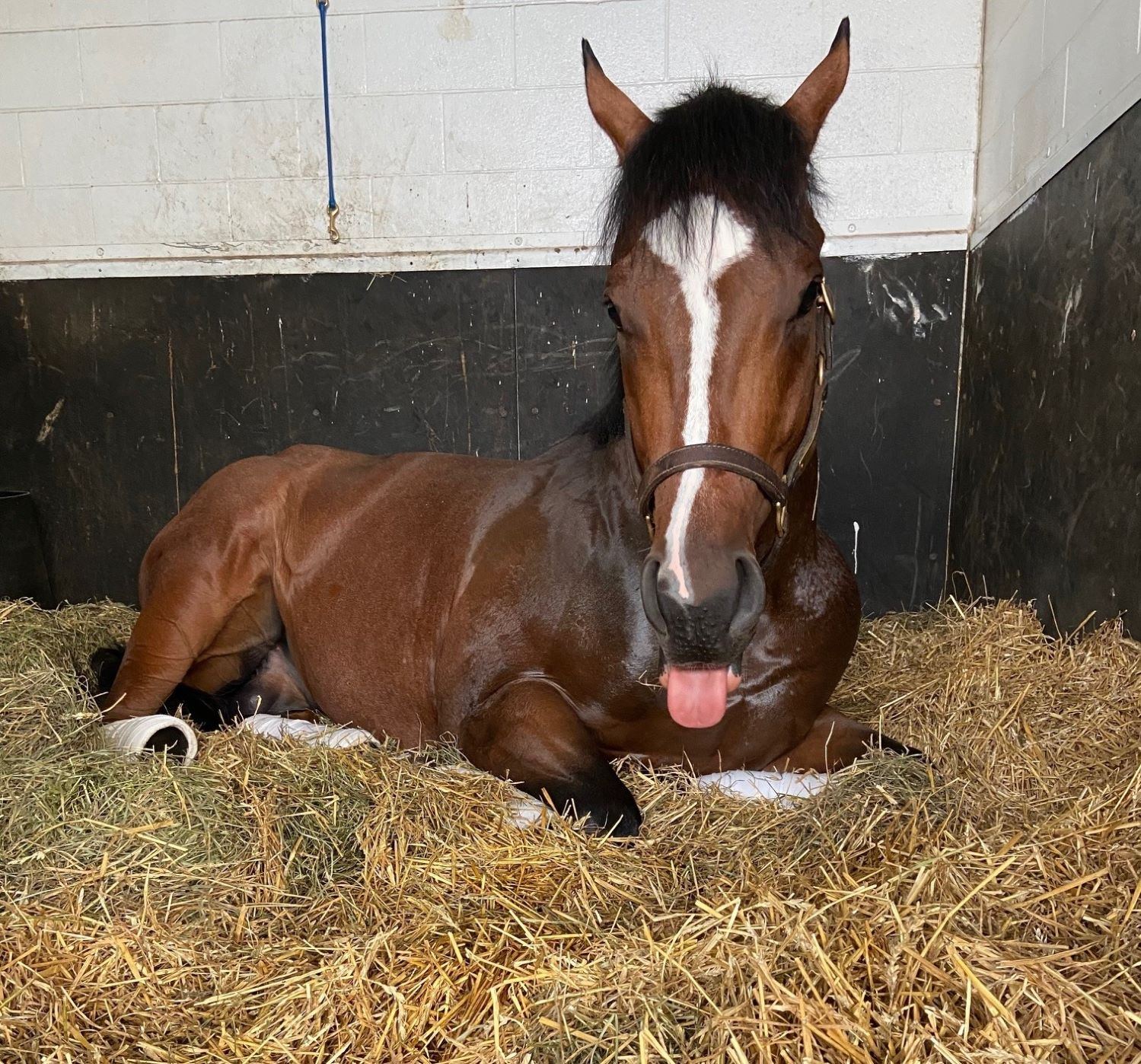 Rondure enjoying some leisure time. (Supplied)