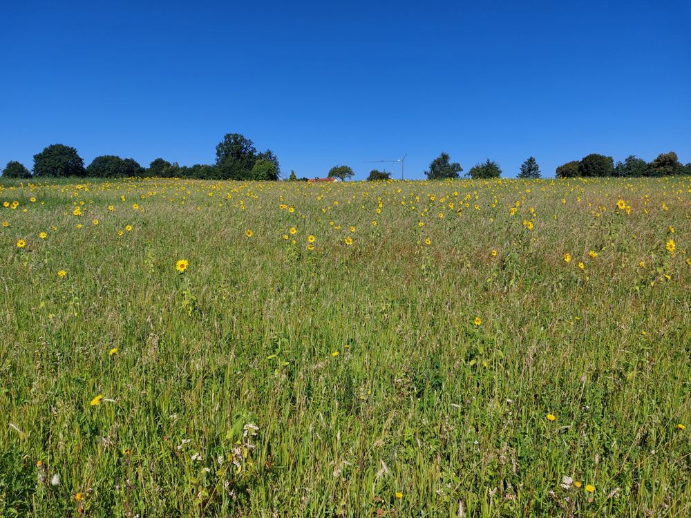 Wisselteelt ingezaaid met mengsel van granen en zonnebloemen©VLM, Matthias Lemmens