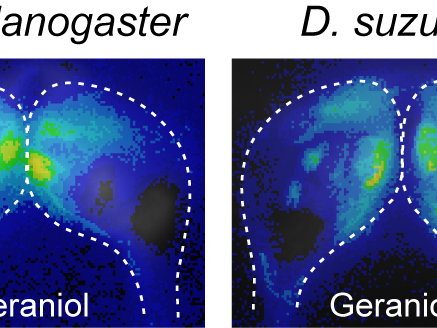 A brown ale or hoppy lager? Even fruit flies have a preference.