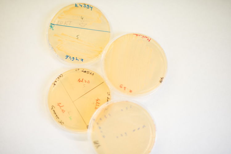 Petri dishes - 1