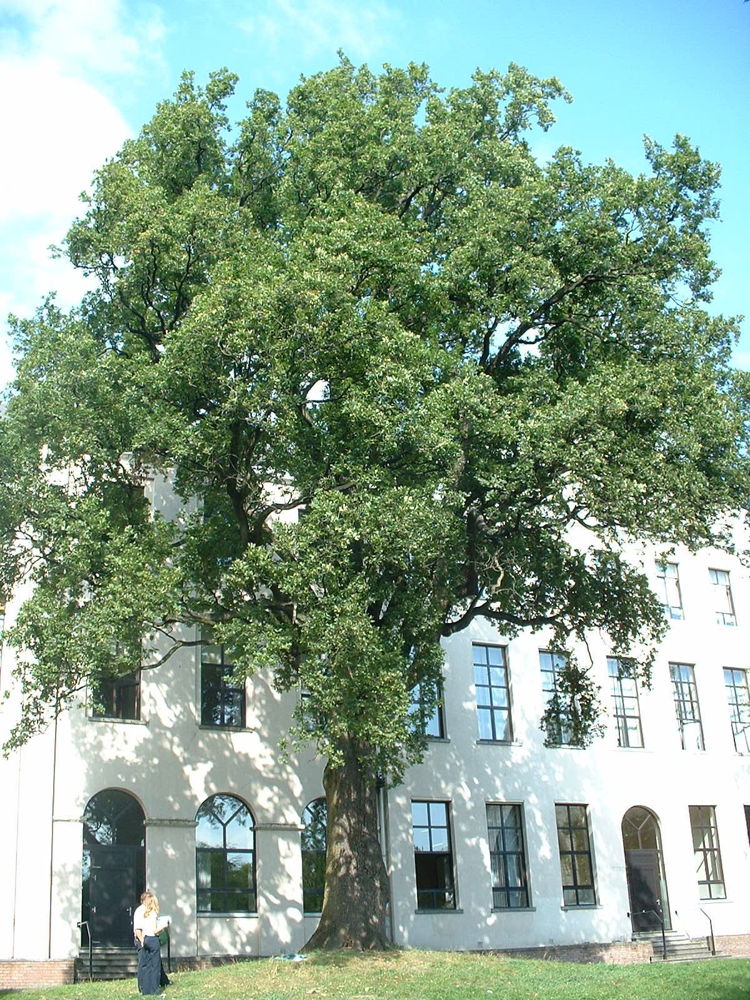 Chêne pédonculé, Parc du Sacré-Cœur de Jette ©urban.brussels