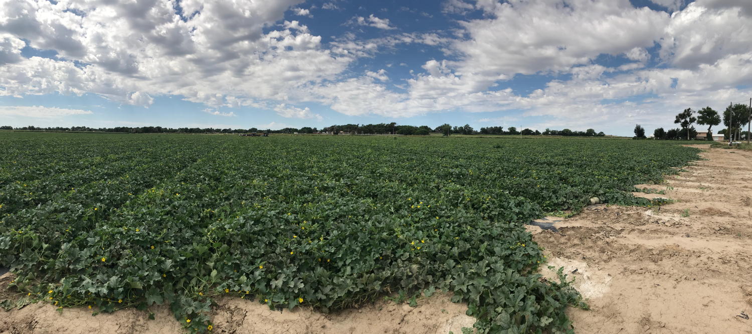Rocky Ford Cantaloupe field during the 2017 growing season