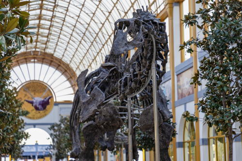 Apatosaurus